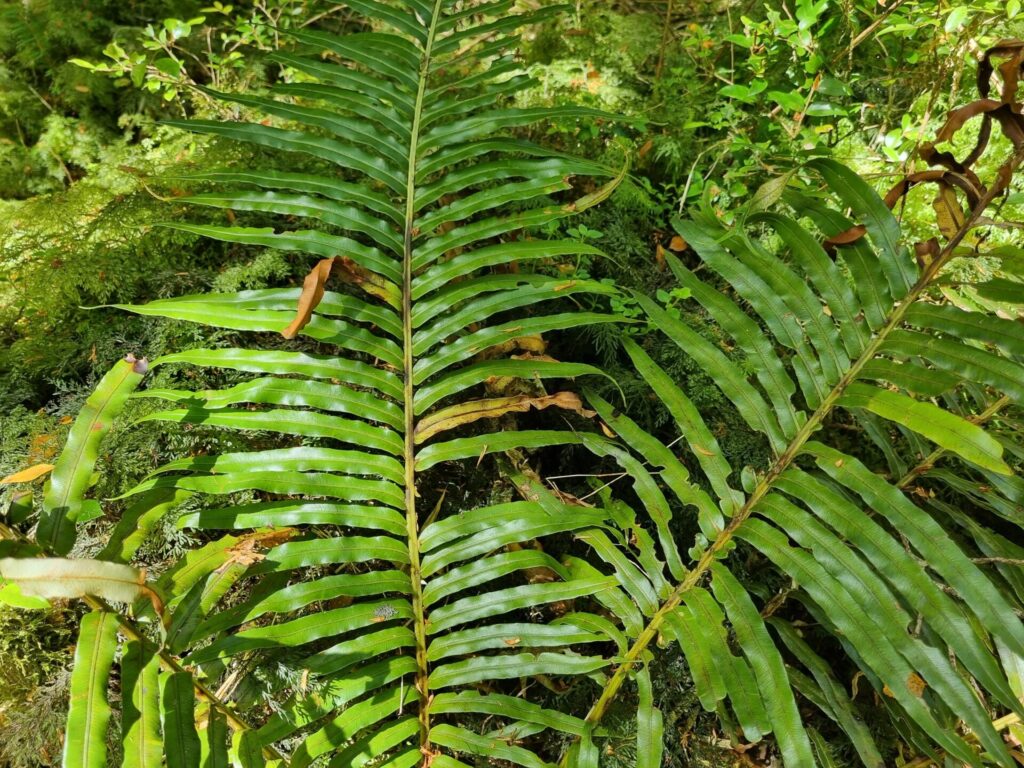 Katalapi (Blechnum magellanicum). Créditos: ©César Ormazabal