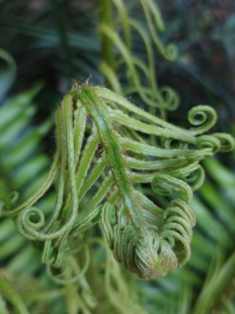 Katalapi (Blechnum magellanicum), Créditos: INaturalist @elecho