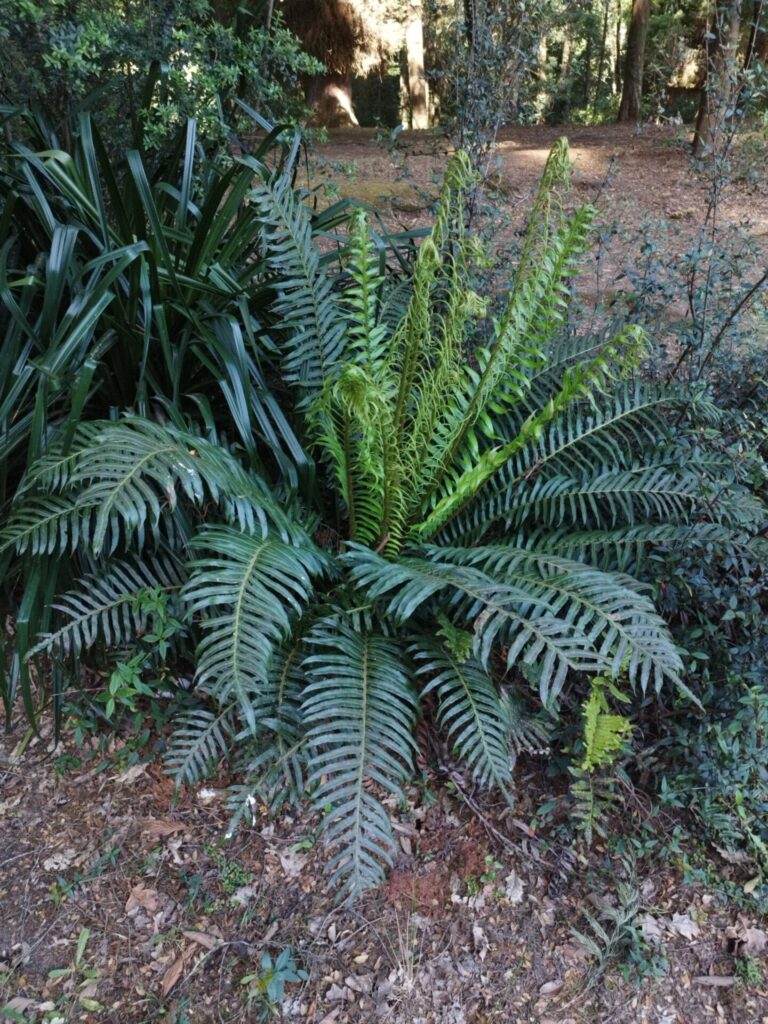 Katalapi (Blechnum magellanicum), Créditos: INaturalist @elecho