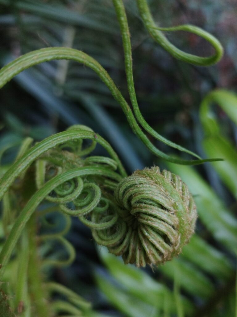 Katalapi (Blechnum magellanicum), Créditos: INaturalist @elecho