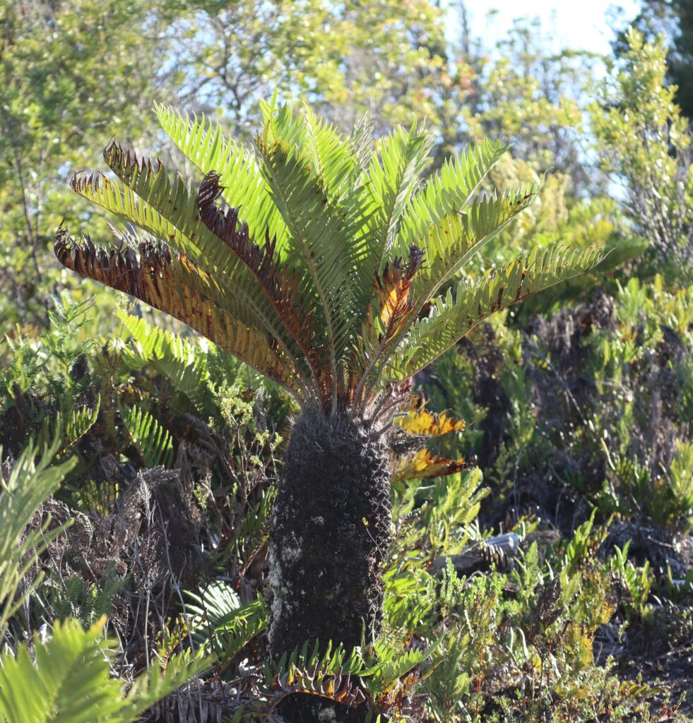 Katalapi (Blechnum magellanicum), Créditos: INaturalist @martinoli
