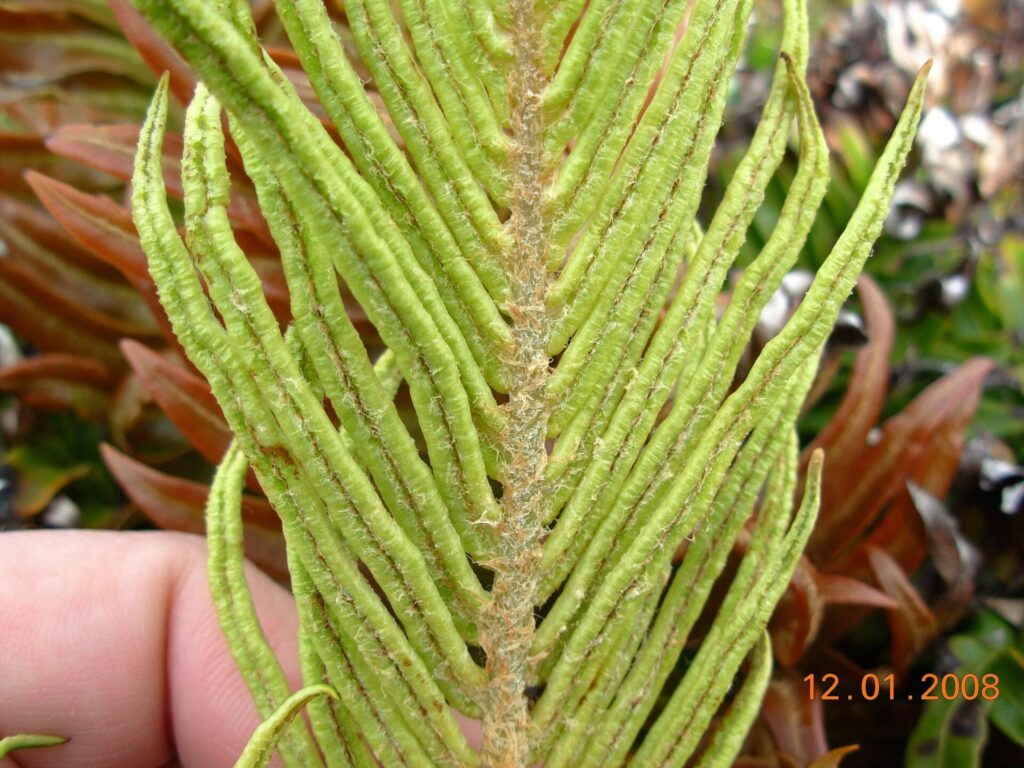 Katalapi (Blechnum magellanicum). Créditos: ©J. Burke Korol