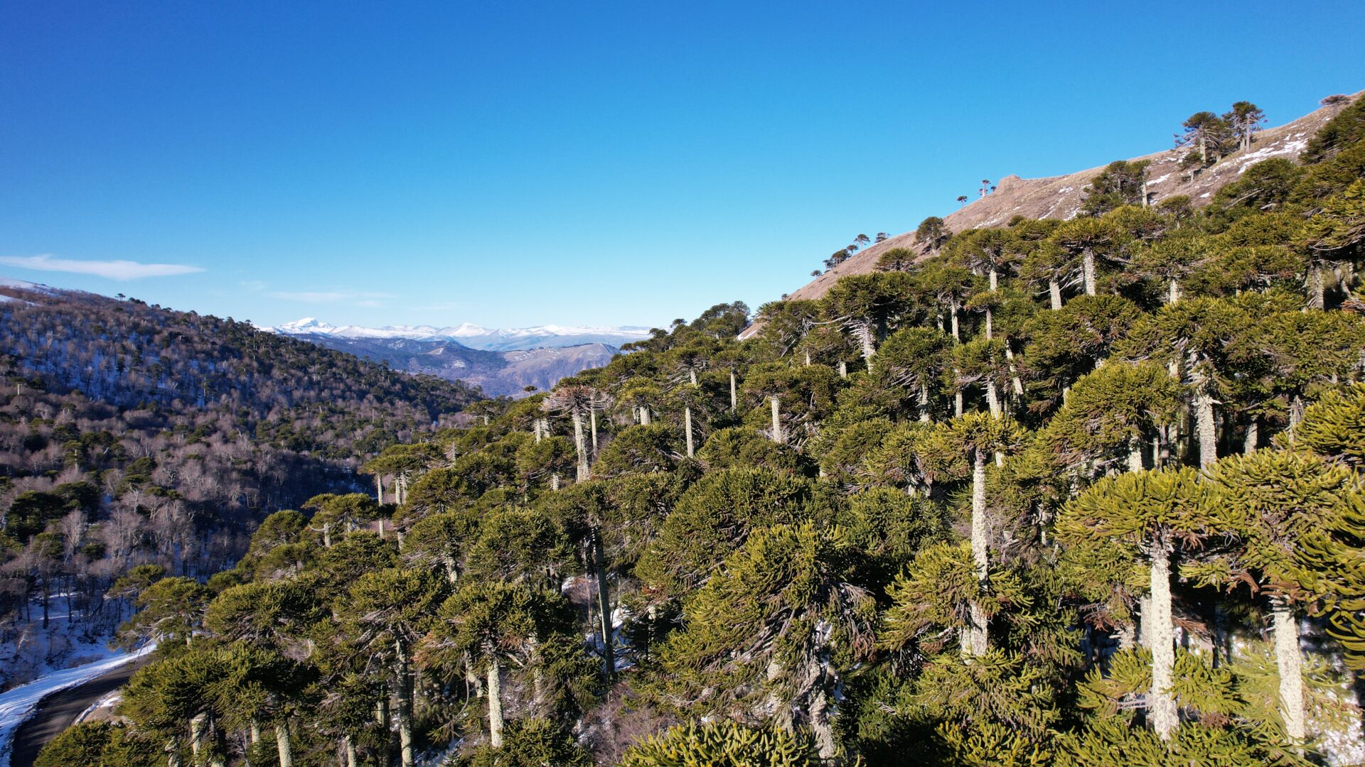 Más de 500 expertos de 50 países llegarán a La Araucanía para la Conferencia Mundial de Geoparques UNESCO