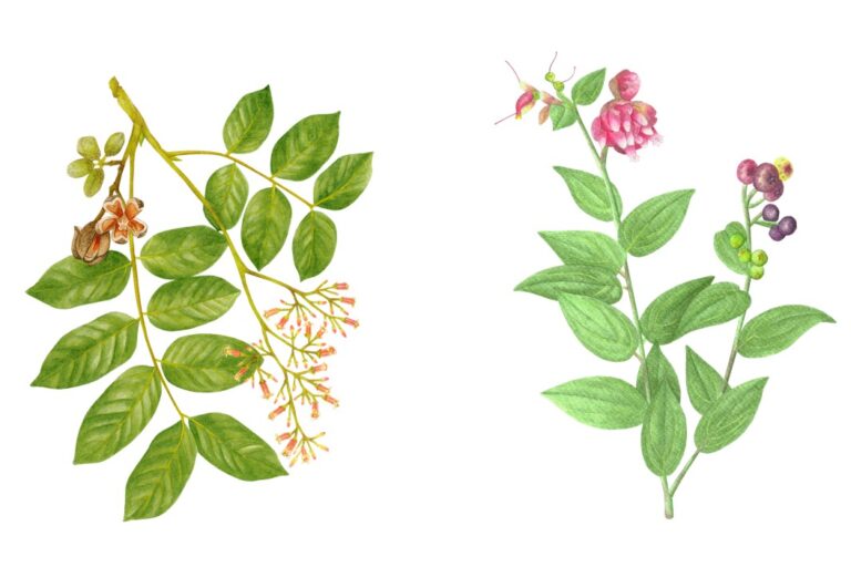 La guía de especies nativas y amenazadas del Alto Utcubamba tiene la ilustración de 25 especies. Cedrela kuelapensis (izquierda) y Cavendishia bracteata (derecha). Ilustración: Landes