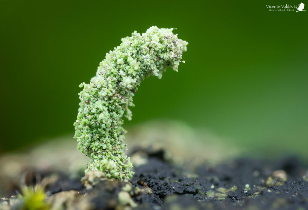 Larva de larva liquen (Diptera). Créditos: Vicente Matías Valdés Guzmán (@ vicentevaldesguzmanphotography).