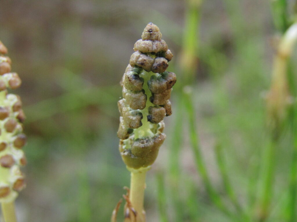 Limpiaplata (Equisetum bogotense). Crédito: ©Bruno Avilez