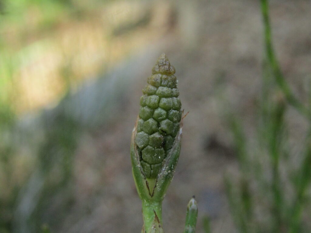 Limpiaplata (Equisetum bogotense). Crédito: ©Bruno Avilez