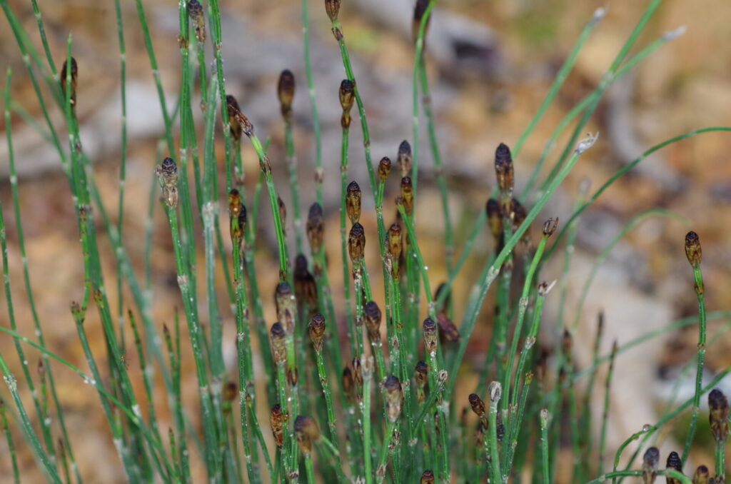 Limpiaplata (Equisetum bogotense). Créditos: ©David Torres