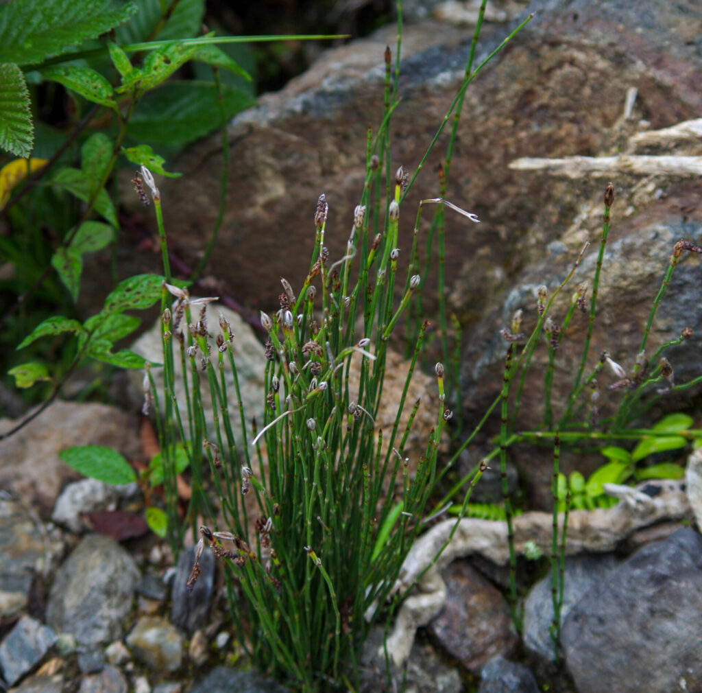 Limpiaplata (Equisetum bogotense). Crédito: ©David Torres
