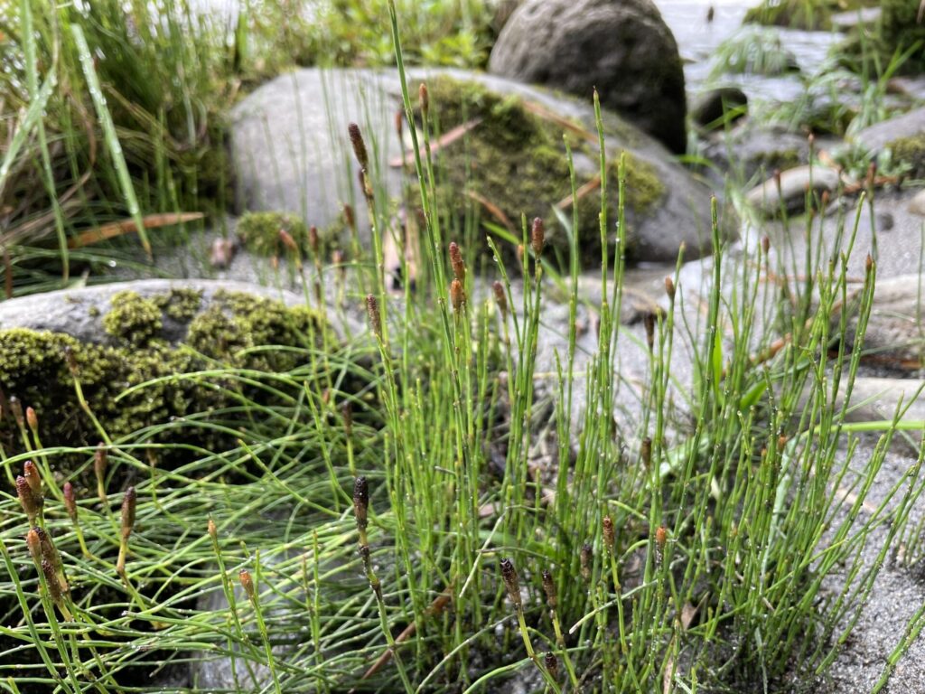 Limpiaplata (Equisetum bogotense). Crédito: ©Emily Scherer