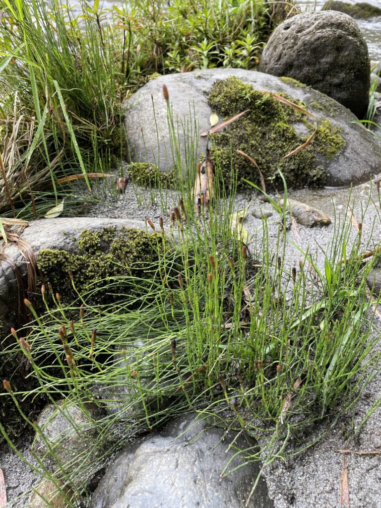 Limpiaplata (Equisetum bogotense). Crédito: ©Emily Scherer