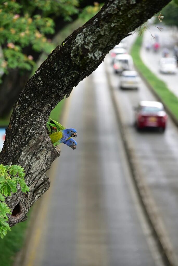 Loro cabeciazul. Foto: Shamir Shah/Premios de fotografía Audubon