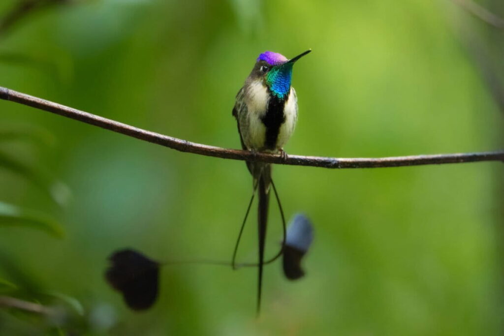 El colibrí cola de espátula es considerado una de las aves más hermosas del mundo. Foto: cortesía Andrés Gálvez – Landes