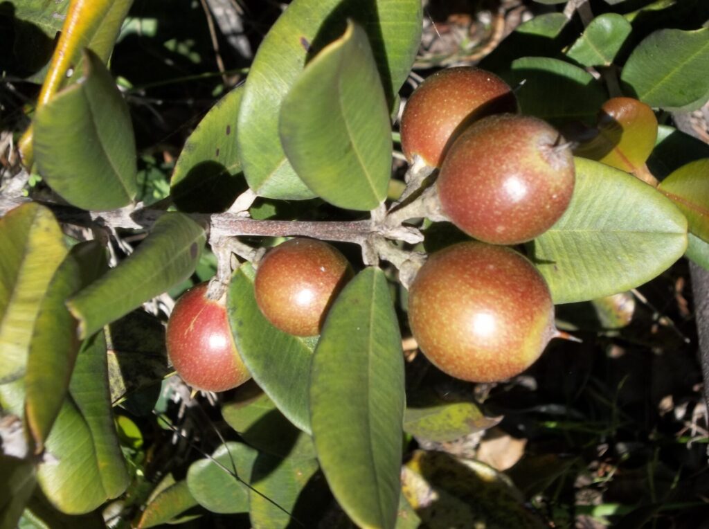 Lúcumo silvestre (Gayella valparadisaea). Créditos: ©Reserva Puquén