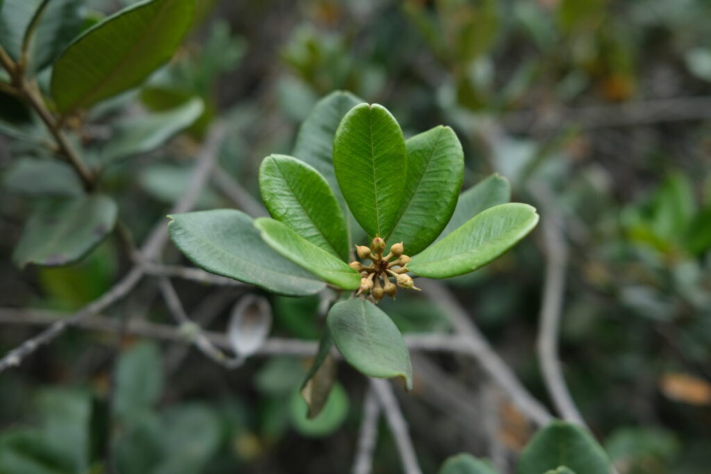 Lúcumo silvestre (Gayella valparadisaea). Créditos: ©Bruno Bertin