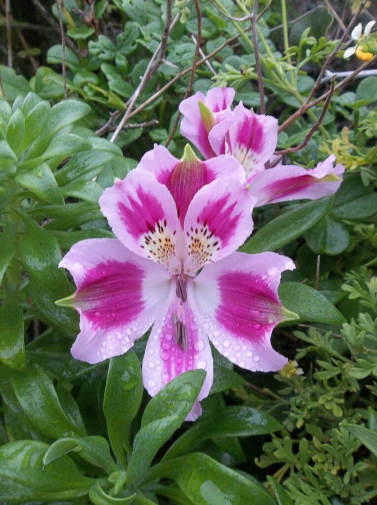 Mariposita de Los Molles (Alstroemeria pelegrina). Créditos: ©Amelia Ortúzar/ Archivo Ladera Sur