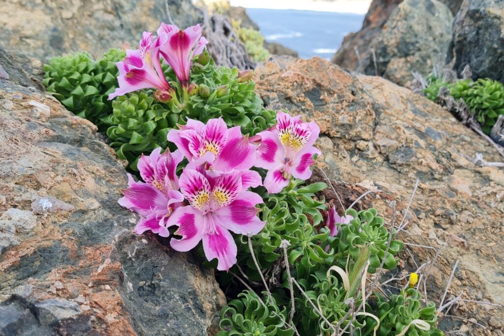 Mariposita de Los Molles (Alstroemeria pelegrina). Créditos: ©Bernardita Navarrete