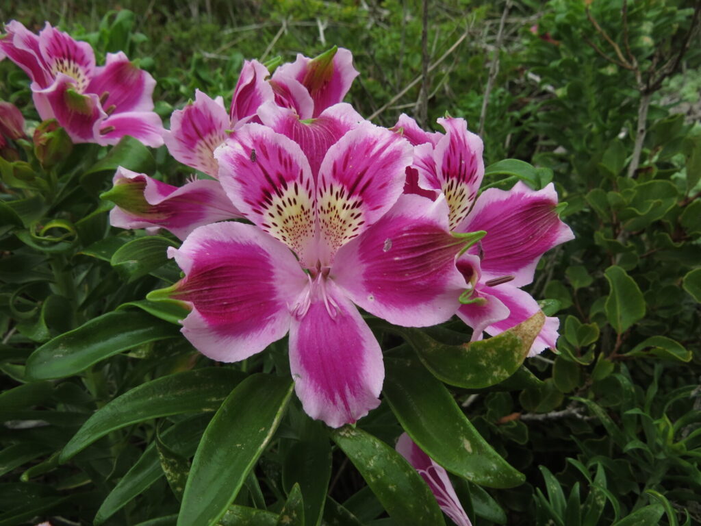 Mariposita de Los Molles (Alstroemeria pelegrina). Créditos: ©Nicolás Lavandero