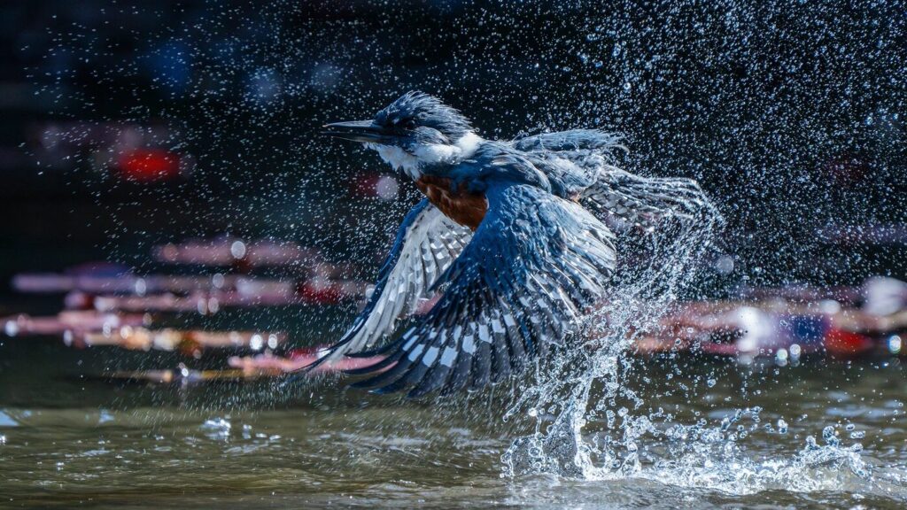 Martín pescador. Foto: Felipe Esteban Toledo Alarcón/Premios de fotografía Audubon