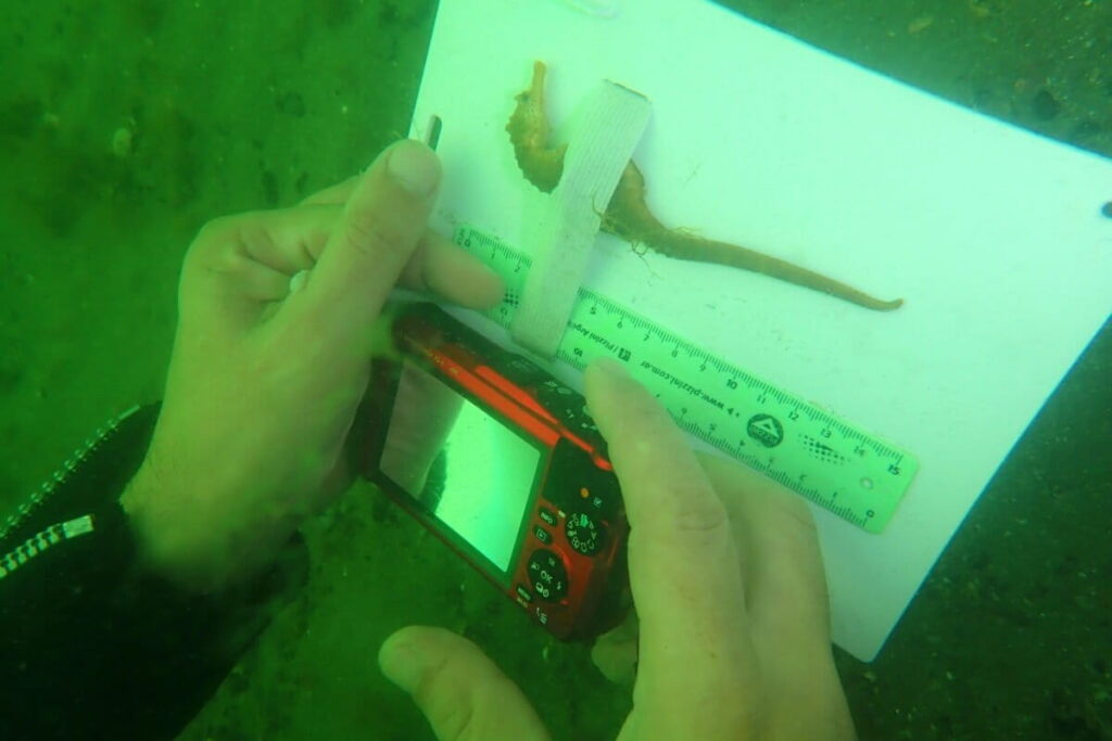 Con elementos sencillos, Diego Luzzatto encontró una técnica efectiva y poco invasiva para obtener mediciones precisas de estos peces. Foto: cortesía Diego Luzzatto.
