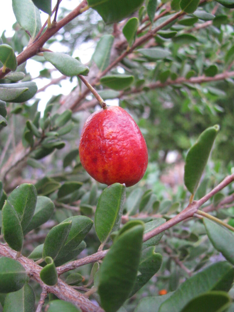 Myrcianthes coquimbensis. Créditos Monica Musalem