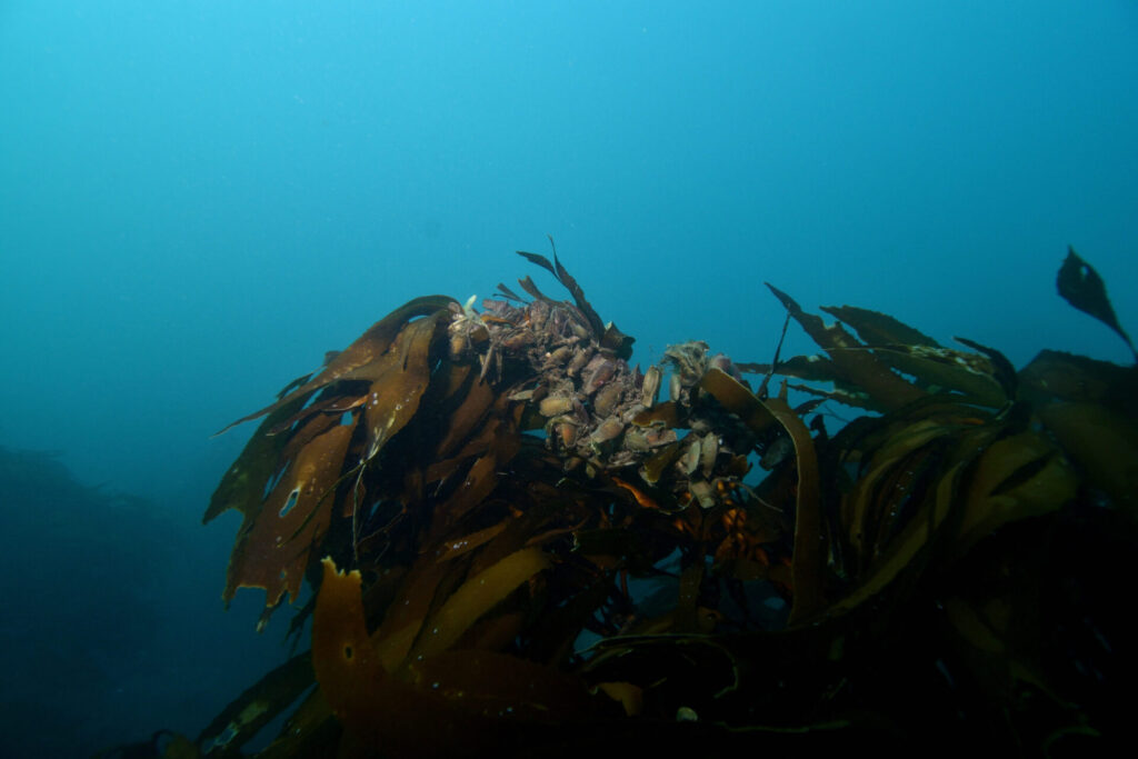 Huevos de tiburón pintarroja (Schroederichthys chilensis). Créditos: ©Nicolás Acuña