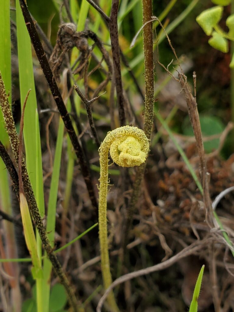 Palito negro (Adiantum chilense). Créditos: ©Alanis Cossio Gutiérrez