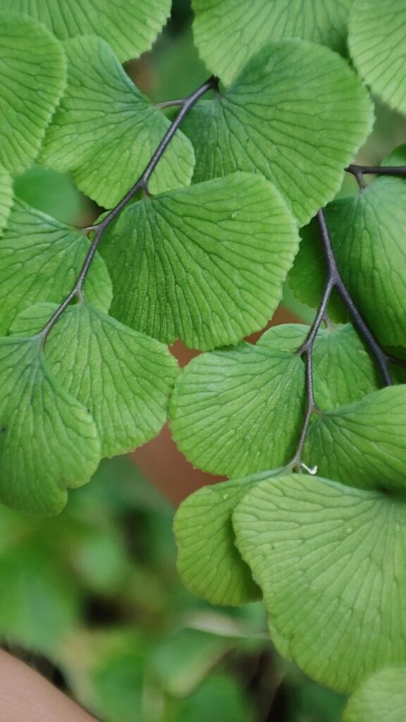 Palito negro (Adiantum chilense). Créditos: ©Carlos E. Valdivia