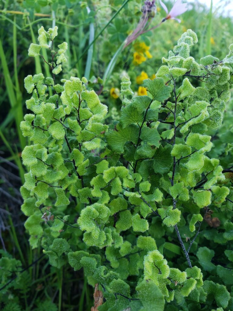 Palito negro (Adiantum chilense). Créditos: ©INaturalist @gusosmoreno