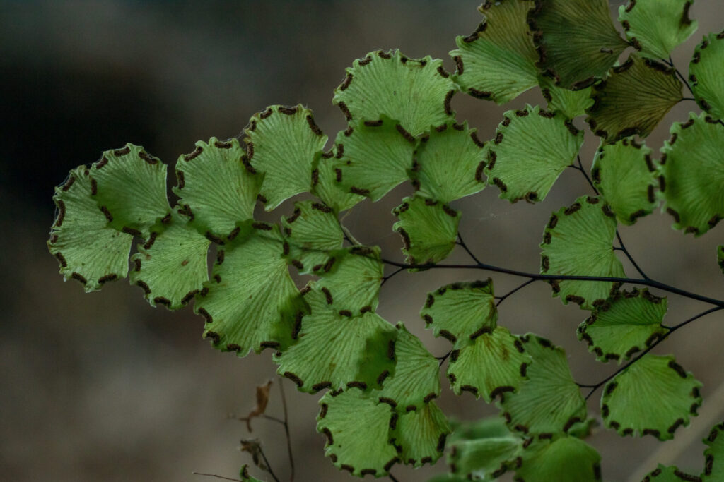Palito negro (Adiantum chilense). Créditos: INaturalist @ZonaNorteQuilpue