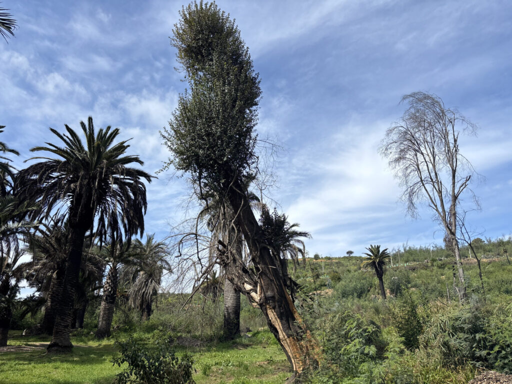 Patagua del Jardín Botánico Nacional de Viña del Mar. Créditos Loreto Andaur. 