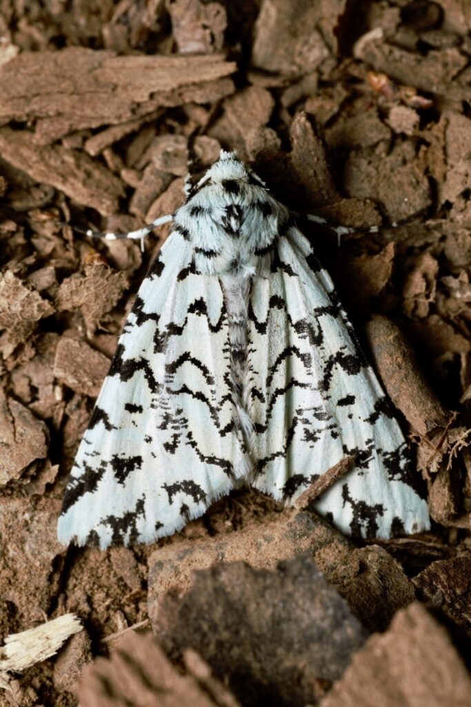Leucolithodes paulina. Créditos: Mauricio E. Gutiérrez L.