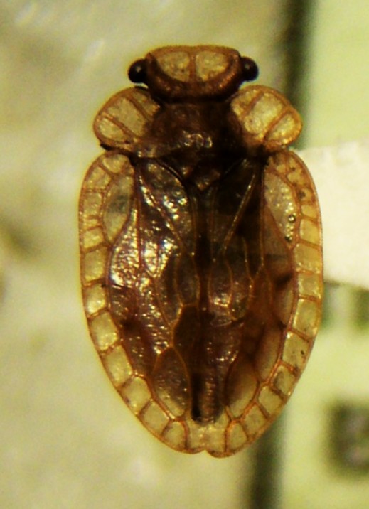 Peloridium hammoniorum. Créditos: Eduardo Faúndez.