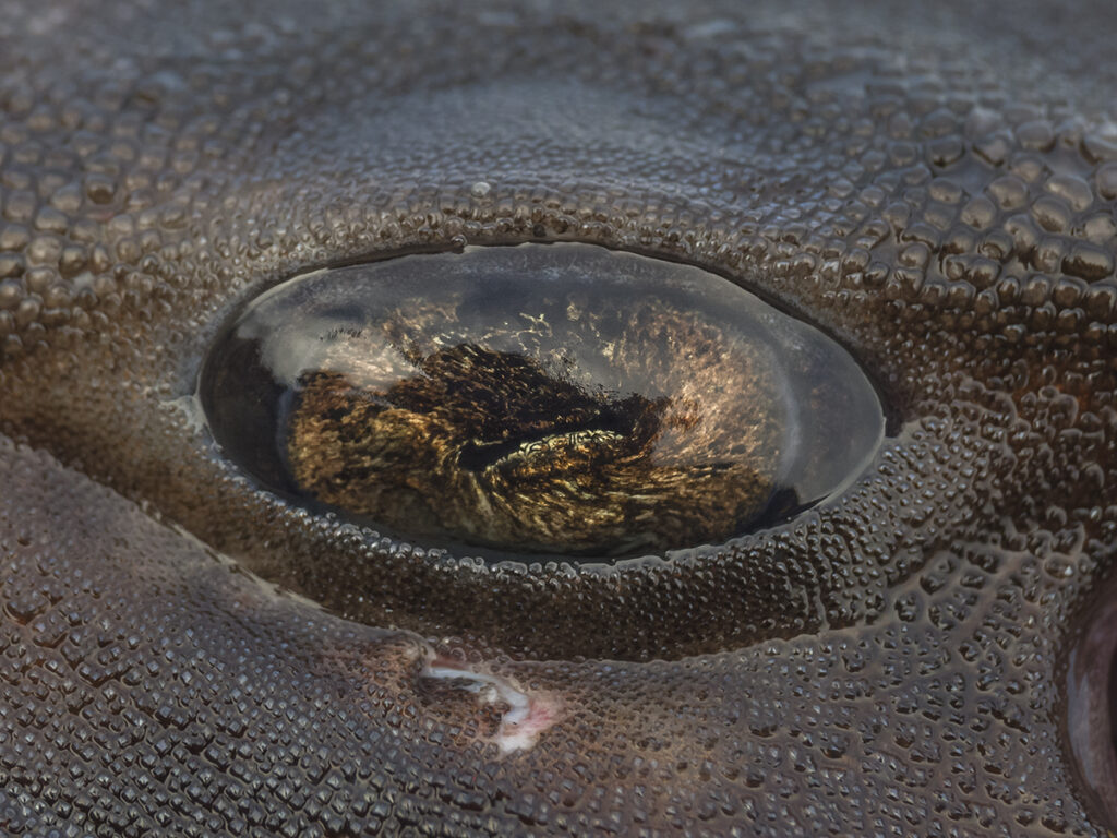 Tiburón pintarroja (Schroederichthys chilensis). Créditos: ©Claudio Maureira
