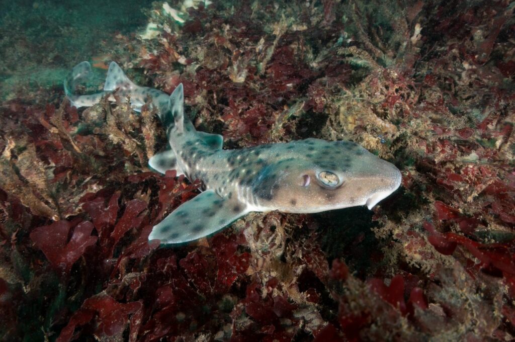 Tiburón pintarroja (Schroederichthys chilensis). Créditos: ©Eduardo Sorensen
