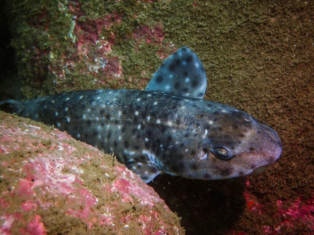 Tiburón pintarroja (Schroederichthys chilensis). Créditos: ©Eliseo Fica Rojas