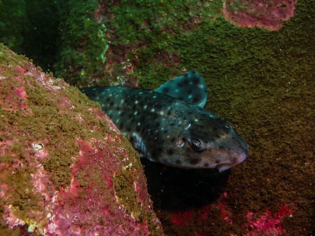 Tiburón pintarroja (Schroederichthys chilensis). Créditos: ©Eliseo Fica Rojas