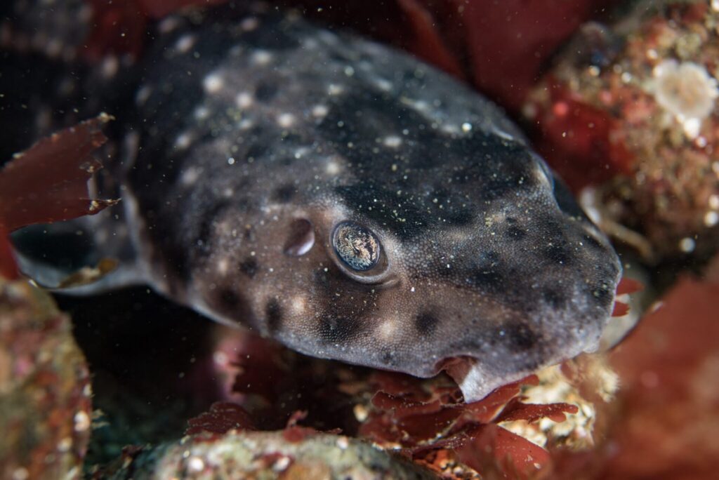 Tiburón pintarroja (Schroederichthys chilensis). Créditos: ©Felipe Araya @vuelvealoceano