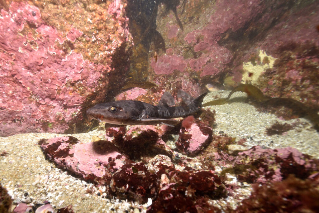 Tiburón pintarroja (Schroederichthys chilensis). Créditos: ©Nicolás Acuña - Biodiversidad El Quisco @biodiversidad_elquisco