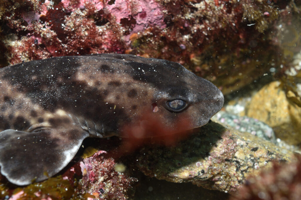 Tiburón pintarroja (Schroederichthys chilensis). Créditos: ©Nicolás Acuña - Biodiversidad El Quisco @biodiversidad_elquisco