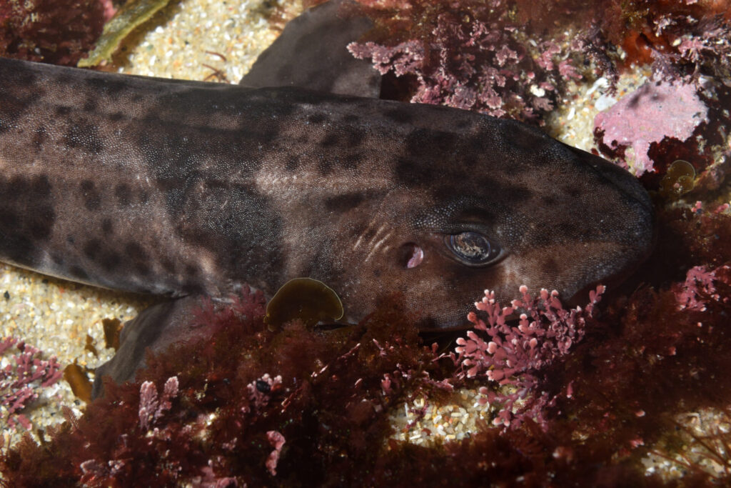 Tiburón pintarroja (Schroederichthys chilensis). Créditos: ©Nicolás Acuña - Biodiversidad El Quisco @biodiversidad_elquisco