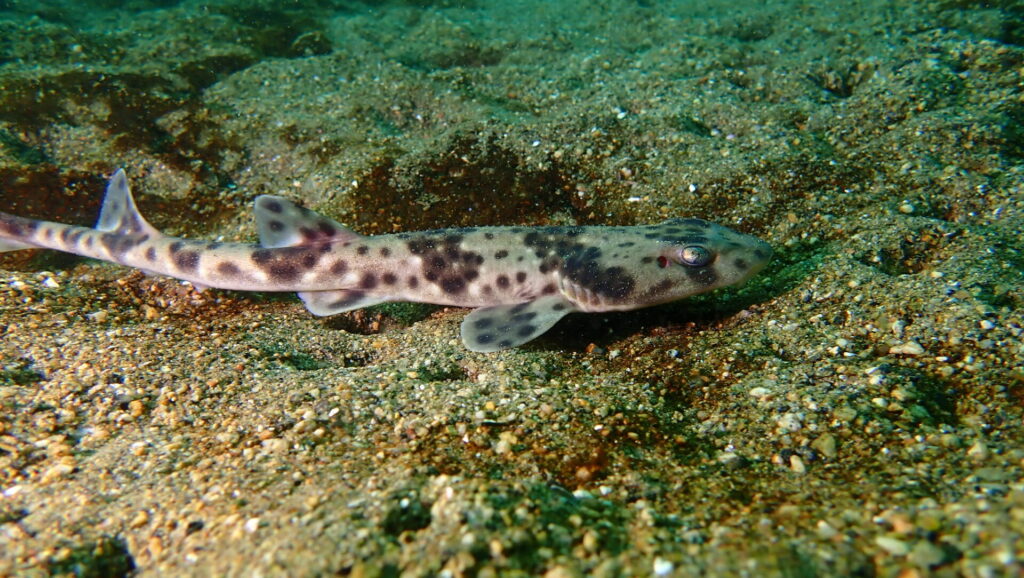 Tiburón pintarroja (Schroederichthys chilensis). Créditos: ©Pablo Zamora