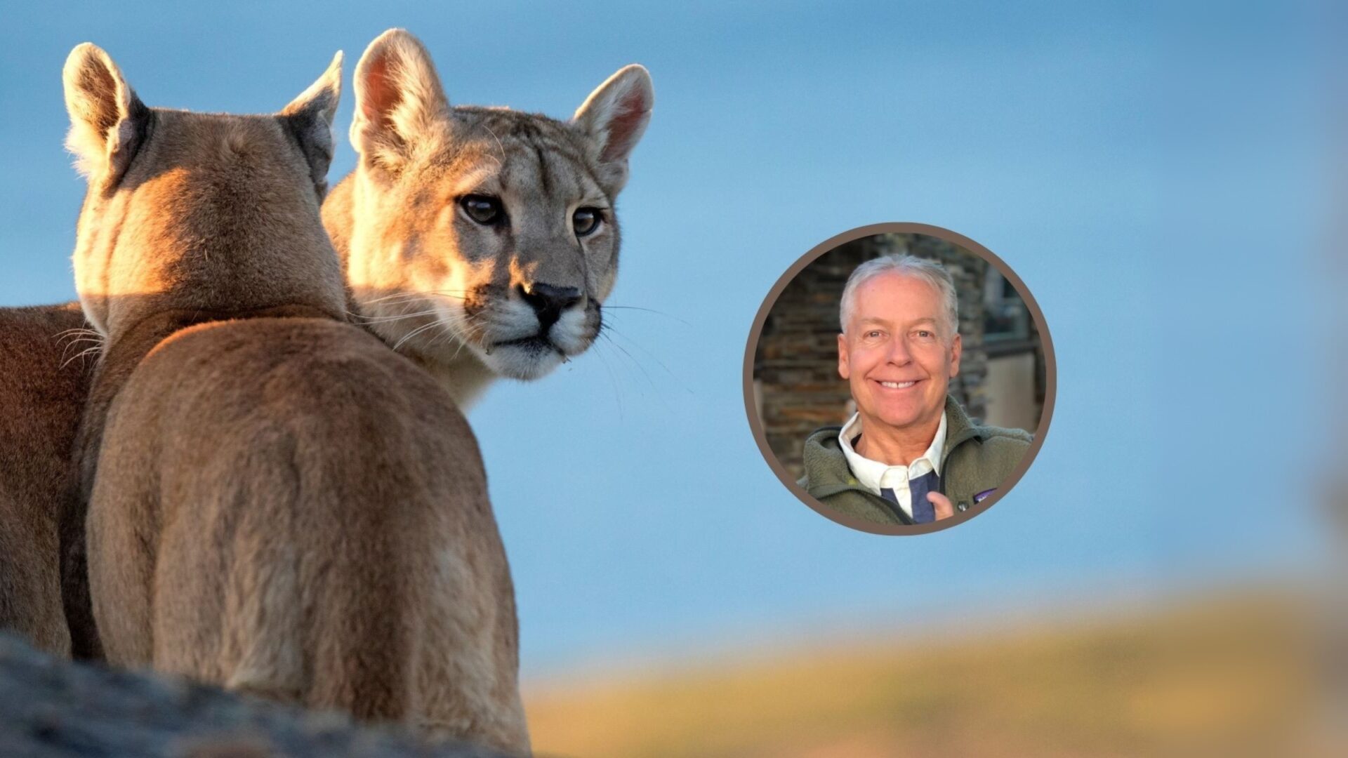 Jim Williams, especialista en conservación: «En Montana existe la caza legal de pumas, pero lo que hemos observado es que cazar pumas no resuelve el conflicto con el ganado»
