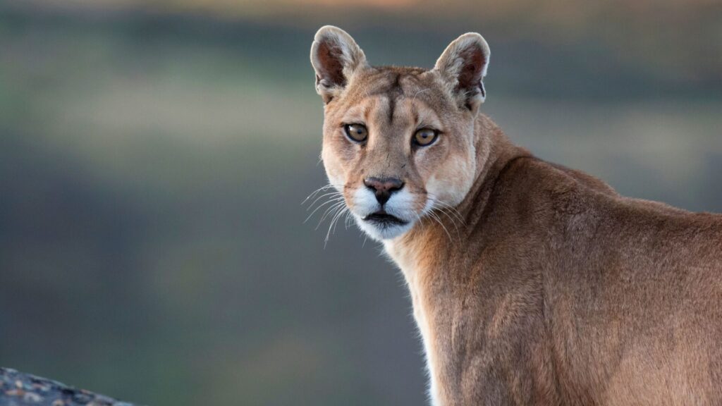 Subespecie Puma concolor puma en Torres del Paine, Chile. Créditos: AGAMI Stock.