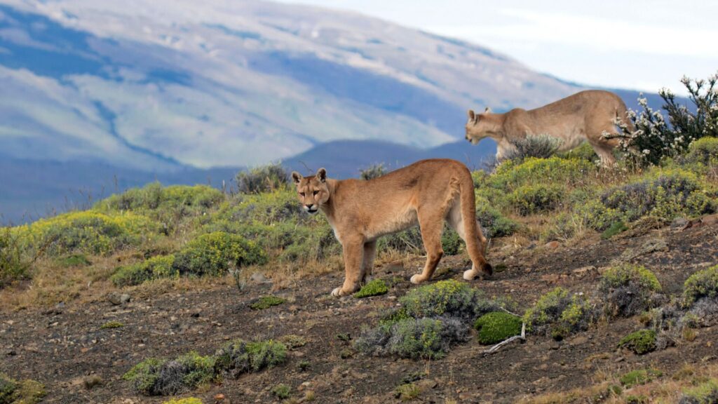 Subespecie Puma concolor puma en Torres del Paine, Chile. Créditos: AGAMI Stock.