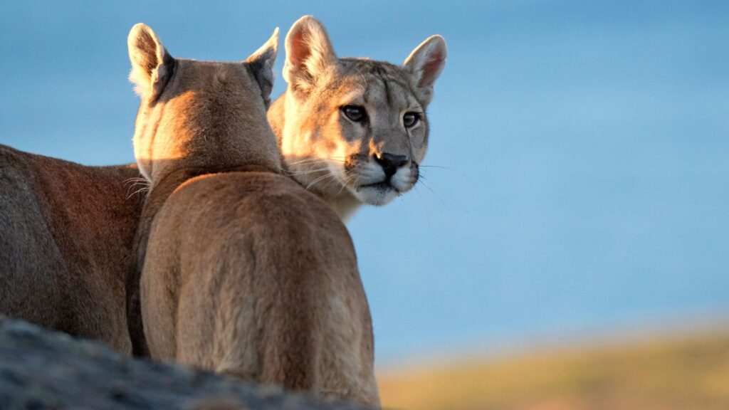 Subespecie Puma concolor puma en Torres del Paine, Chile. Créditos: AGAMI Stock.