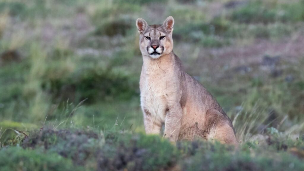 Subespecie Puma concolor puma en Torres del Paine, Chile. Créditos: AGAMI Stock.