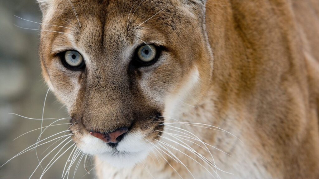 La especie de puma en Montana, como en la mayor parte de Norteamérica, es el puma concoloR. Créditos: Mikelane45.