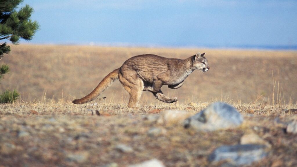 La especie de puma en Montana, como en la mayor parte de Norteamérica, es el puma concoloR. Créditos: Slowmotiongli.