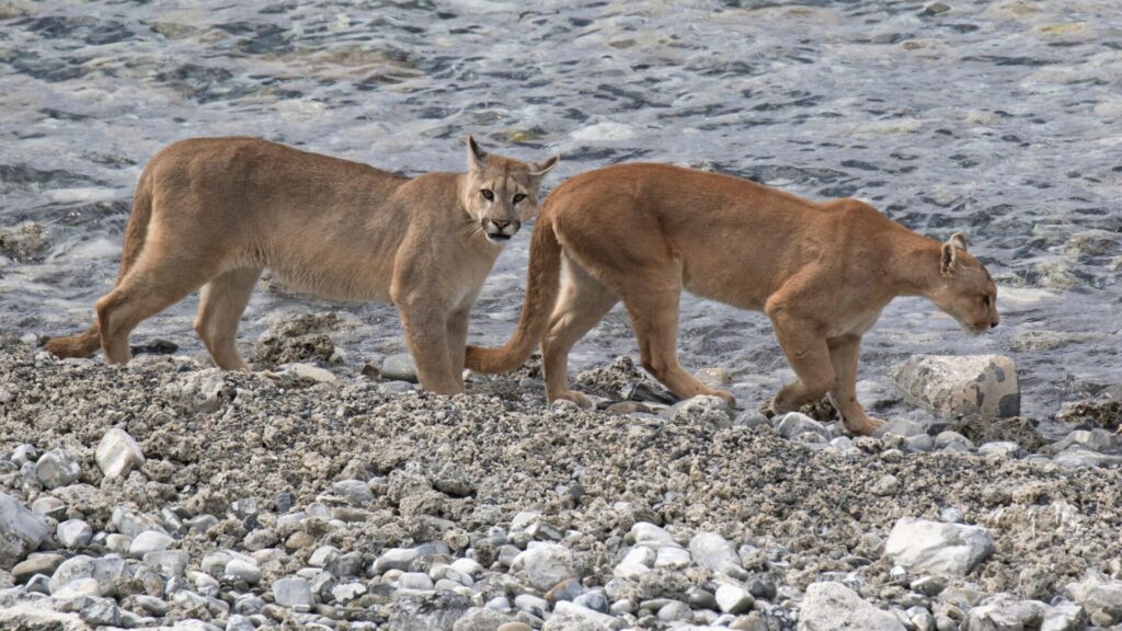 Subespecie Puma concolor puma en Torres del Paine, Chile. Créditos:
